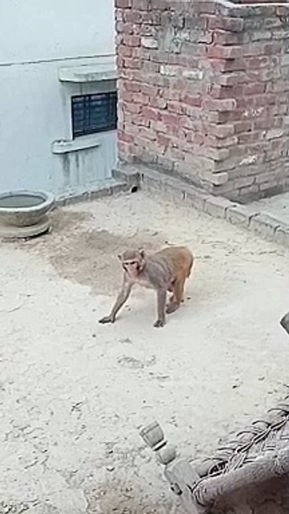 Fanny comedy video