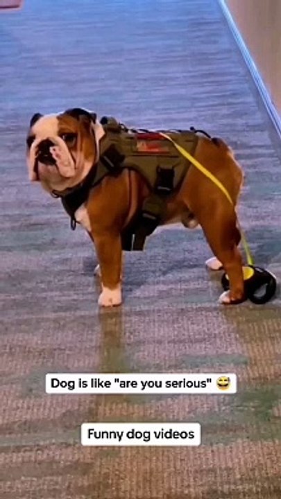 Funny dog videos. dogs being hilarious | funniest dog videos | funny dog videos on tiktok | funny dog videos 2024