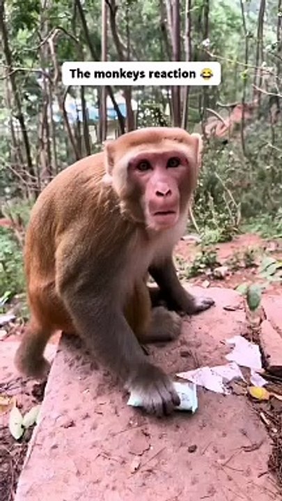 funny animals.