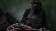 Mother cuddles newborn endangered gorilla after 17-minute birth at London Zoo