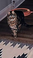 See cat reaction 