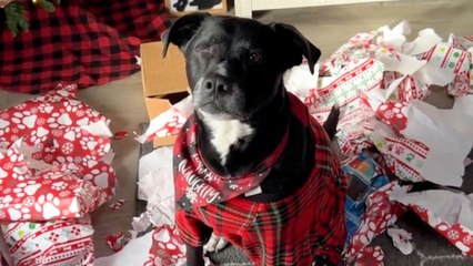 Pittie Obsessed With Santa Gets The Ultimate Surprise