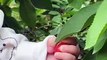 Baby Plucking Cherry From Tree | Babies Funny Moments | Babies Funny Reactions | Cute Babies #baby #babies #beautiful #cutebabies #fun #love #cute #beautiful #funny