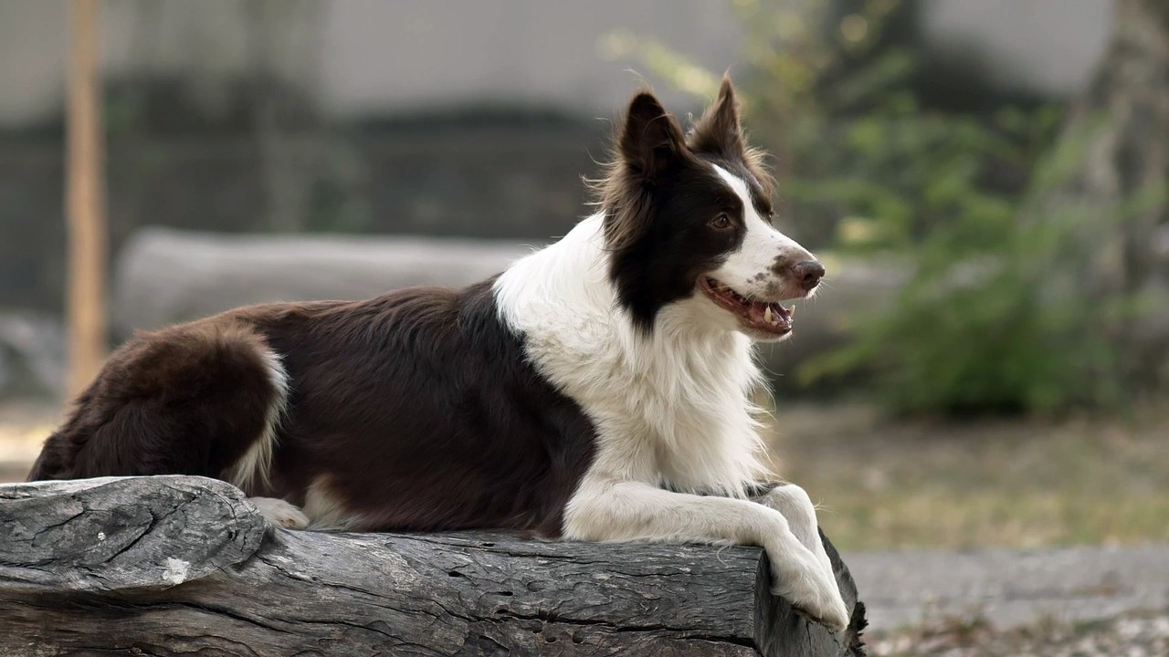 dog sitting on log