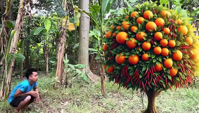 A new way of propagating Oranges fruit chili fruit to produce a lot of fruits in short time