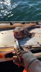 A shocking creature appears
