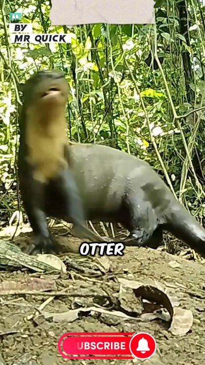 Giant__River_Otter__Nature’s_Gangster_#giantriverotter_#otter_#animalfacts #shortsvideo #shortvid