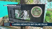 Buntut Kematian 3 Harimau di Medan Zoo, BBKSDA Sumut Gandeng PKBSI Turun Tangan Rawat Satwa