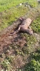 अब आवारा श्वानों ने किया नीलगाय का शिकार