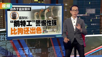 巴西监狱用大鹅代替警犬，守卫效果令人惊讶🦢