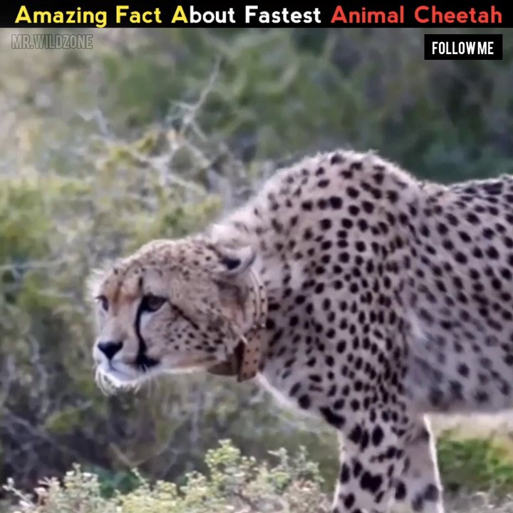 Meet Cheetah,Land Fastest Animals In The World | - video Dailymotion