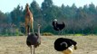 giraffes and ostriches in the zoo