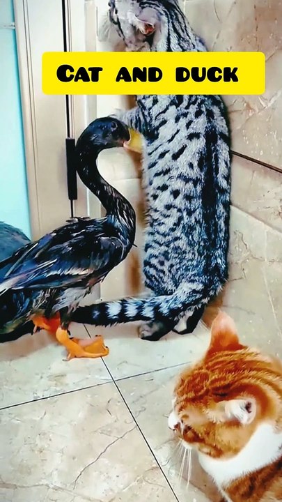 Duck and cat
