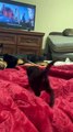 Black Kitten Approaches Big Dog For Cuddles