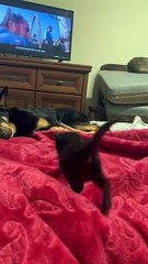 Black Kitten Approaches Big Dog For Cuddles