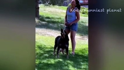 Funny Dogs And Cats Videos 2024  - Best Funniest Animal Videos Of The week #5