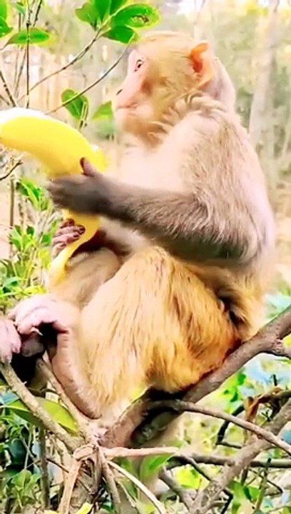 Viral Honuman Shorts, Viral Baby Mankey Reels,Viral Reels Video, New Trending Video #Animalsvideo#Babymankey