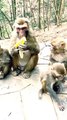 Animalslover, Animals video, Viral video, Trending Video, Hindi Video, New Video, Mankey Short,#Animals#Mankey