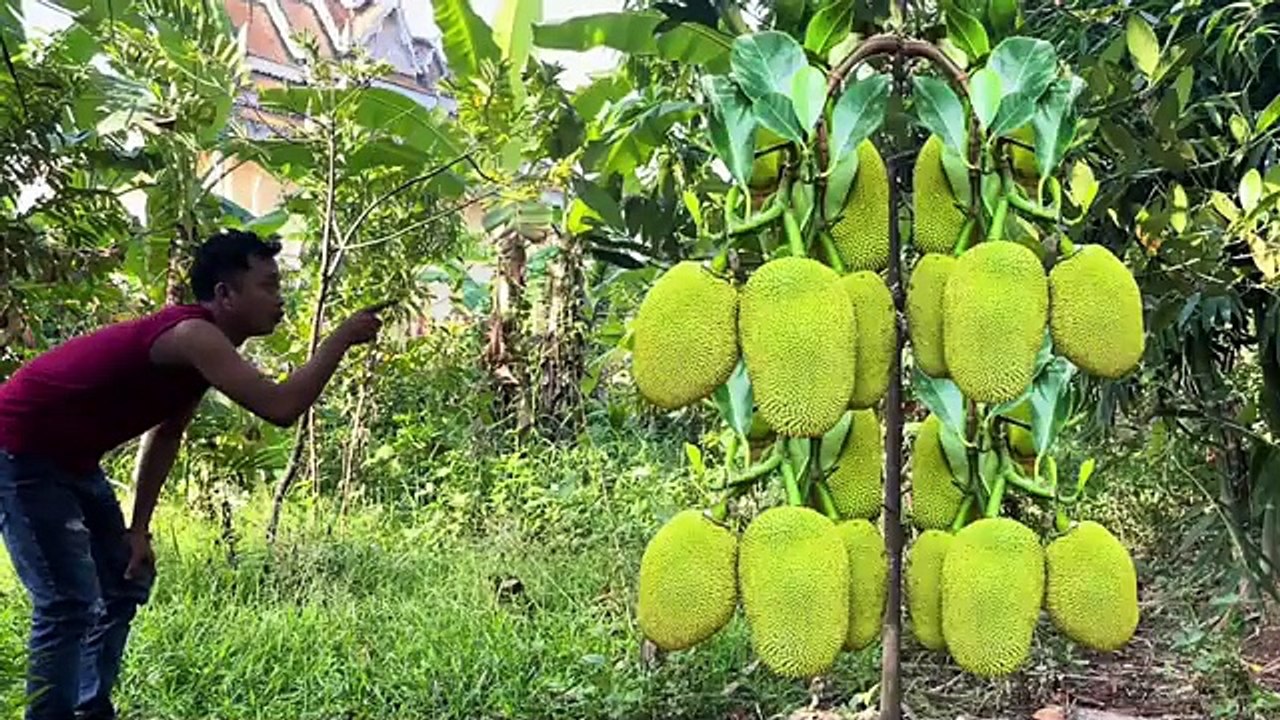 Breed apples into jackfruit