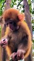 Mankey Video, Bandar Shorts, Trending Video, Viral Videos,#Animalsvideo#Indanmankey
