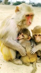 Bandar Shorts Video, Bandar Video, Mankey Reaction Video, Mankey Short Video, Trending Video, Viral Video, Funny Mankey Dance Video, Mankey Dance,#Animalsvideo#Mankeyvideo