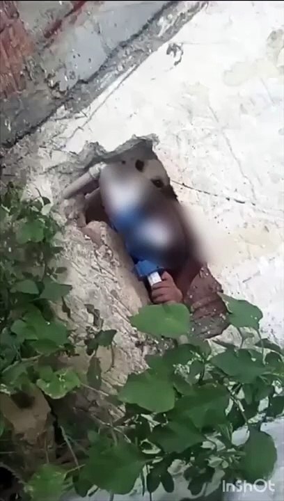 Criança é encontrada sozinha, nua e ao lado de cão trancada em casa