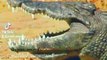 Nile crocodile florida roaring, nile crocodile lifestyle, snow leopard hunting ibex #animal #yakfight #bigcat #nature #deosainationalpark #snowleopard #yaks #yaksha #yaksharuthlessoperations #yakshas