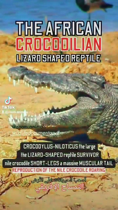 Nile crocodile florida roaring, nile crocodile lifestyle, snow leopard hunting ibex #animal #yakfight #bigcat #nature #deosainationalpark #snowleopard #yaks #yaksha #yaksharuthlessoperations #yakshas