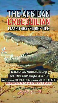 Nile crocodile florida roaring, nile crocodile lifestyle, snow leopard hunting ibex #animal #yakfight #bigcat #nature #deosainationalpark #snowleopard #yaks #yaksha #yaksharuthlessoperations #yakshas