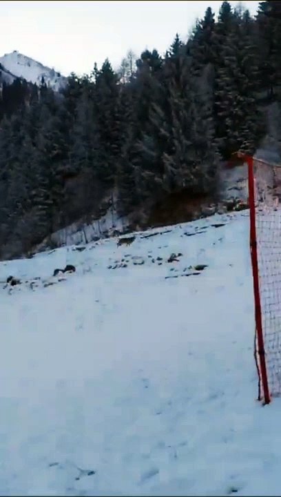 Lizzola, il lupo filmato in pieno giorno vicino alle piste da sci