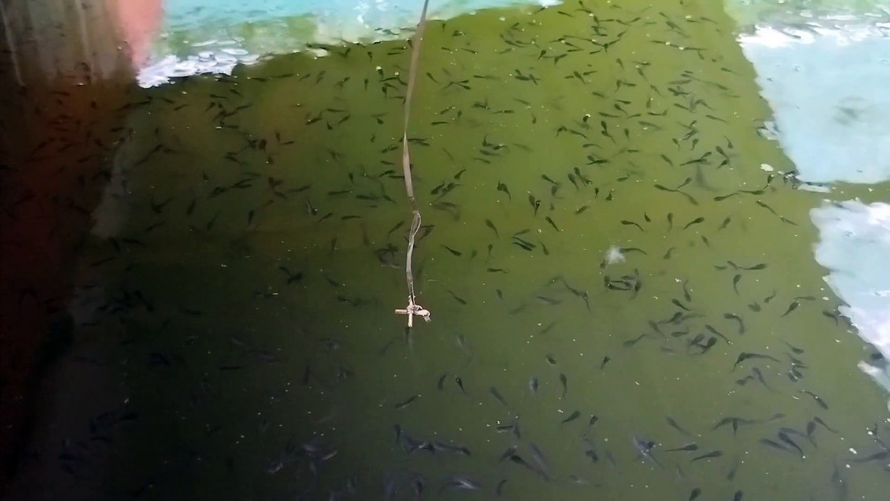 Berapa ukuran TDS air kolam lele, bagaimana cara menurunkan TDS air yang tinggi