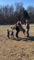 Mini Horse Conga Line