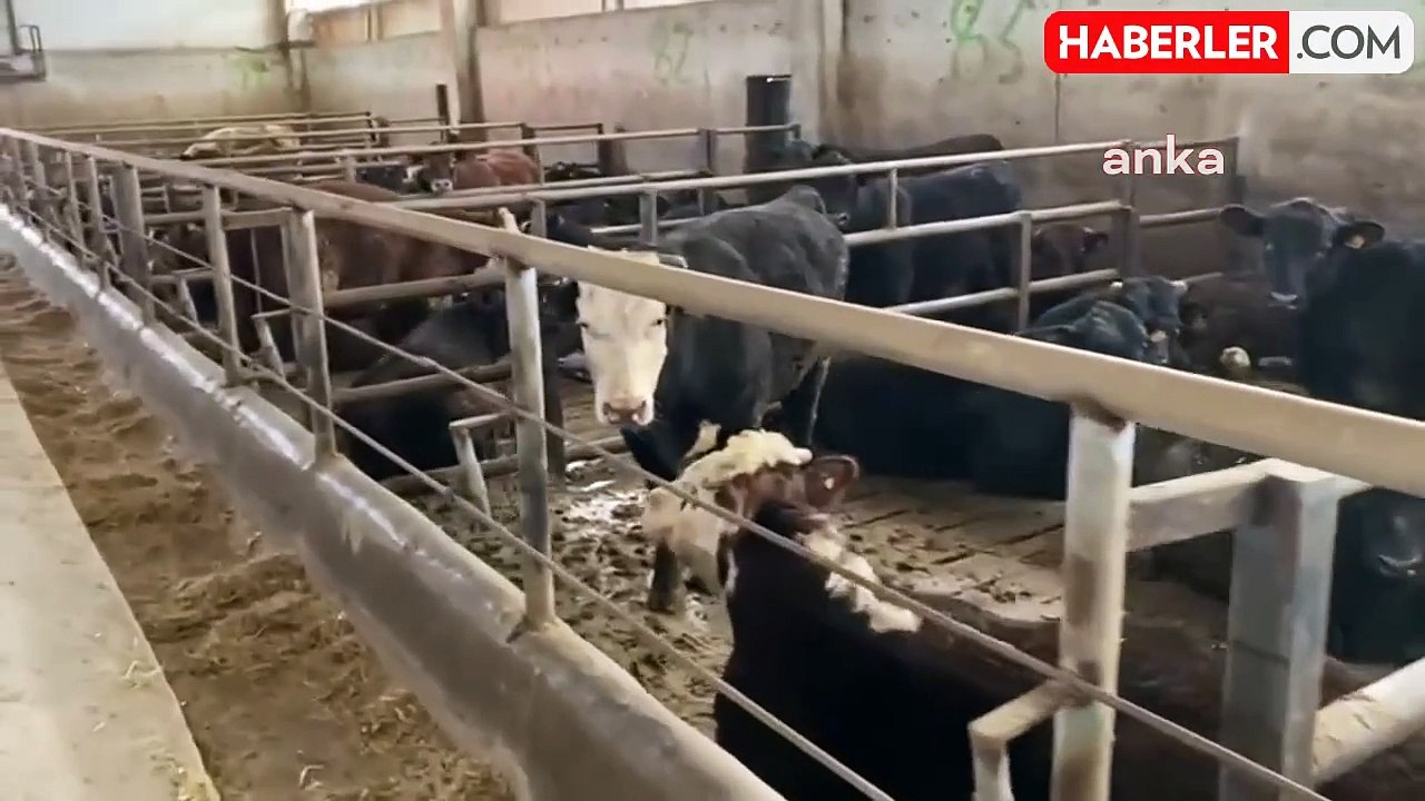 Tarım ve Orman Bakanlığı 2024 için 600 bin baş besilik sığır ithal edecek
