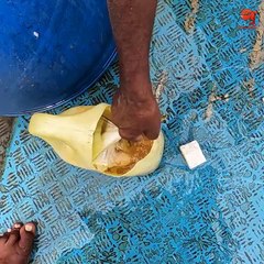 Catching King Fish in the Deep Sea