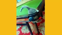 Cute Pets Doing Funny Things
