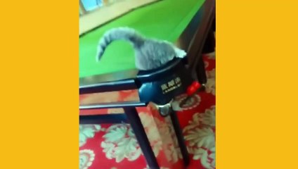 Cute Pets Doing Funny Things