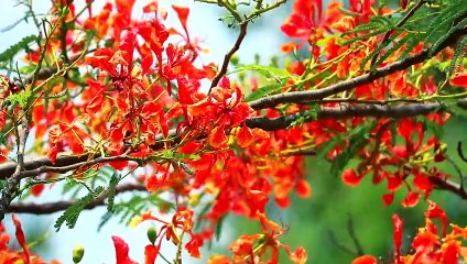 Poinciana in the park moving by wind in the rainy