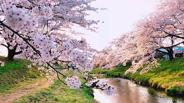 White Cherry Blossom Trees