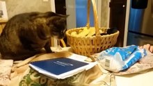 Funny Animal  Funniest Dogs and Cats Videos