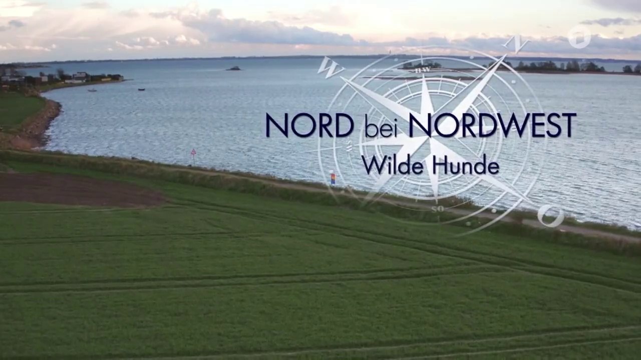 Nord bei Nordwest -18- Wilde Hunde