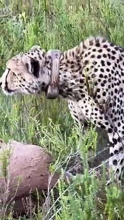 Leopardo devorando presa