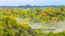 AMAZON RAINFOREST ANIMALS