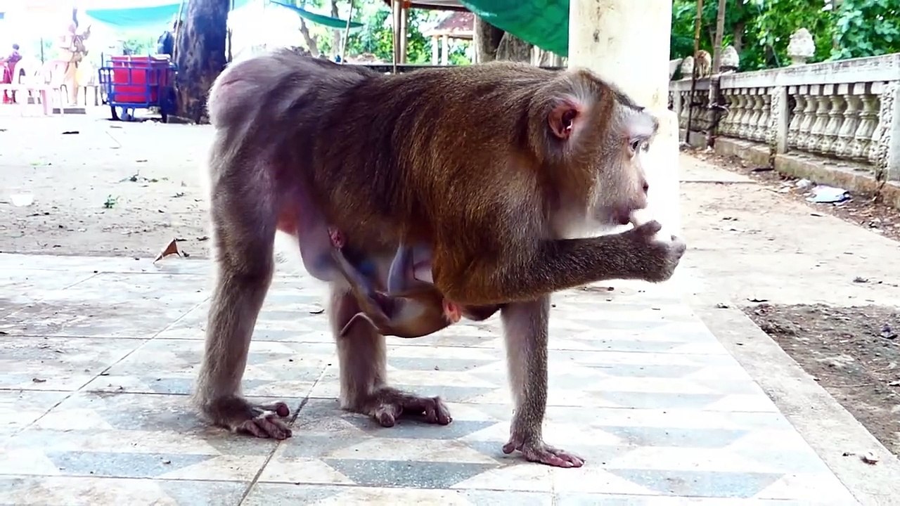 Pedro Baby Feels Itching, Mother Try To Check Baby For Safety (720p_25fps_H264-192kbit_AAC)