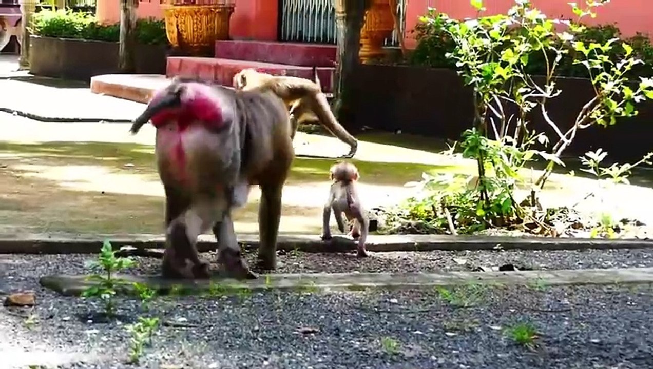 Pedro baby is arrested by mother Pinka, Pinka protect carefully baby (720p_25fps_H264-192kbit_AAC)