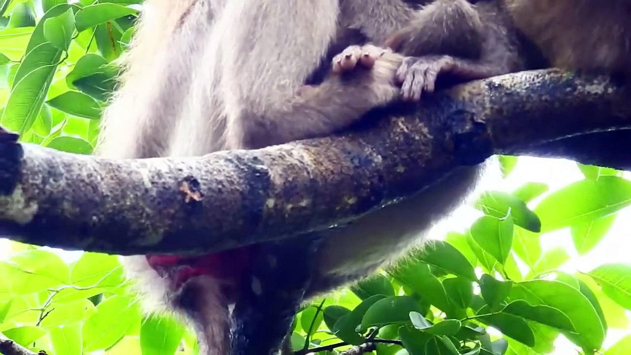 PEDRO Need Warming From Mom PINKA, Mom hug Newborn under Raining (720p_25fps_H264-192kbit_AAC)