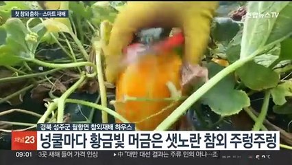 추위 이겨낸 달콤·아삭함…경북 성주참외 올해 첫 출하