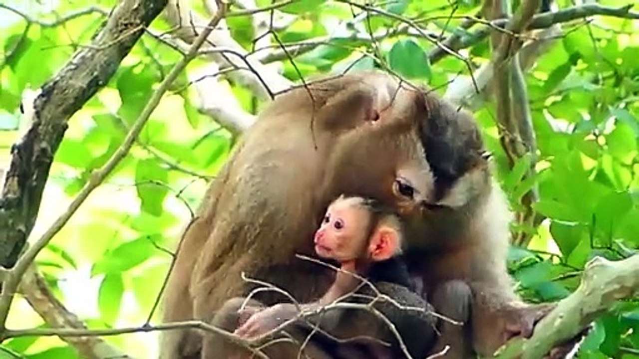 Pinka Mom Is Now Giving Her New Birth Of Newborn Baby, Baby Is Pigtail And Beautiful (720p_25fps_H264-192kbit_AAC)