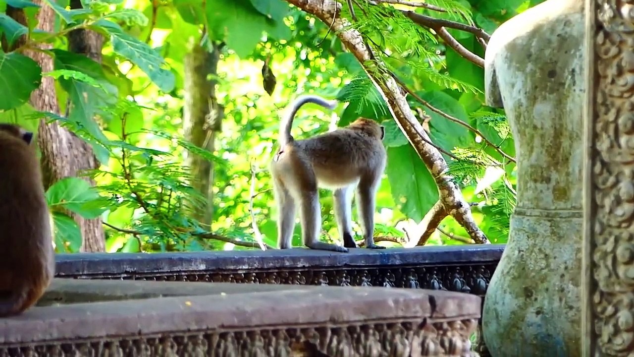 Pinka Is Really Angry At A Teenaged Monkey Who Chasing Her (720p_25fps_H264-192kbit_AAC)