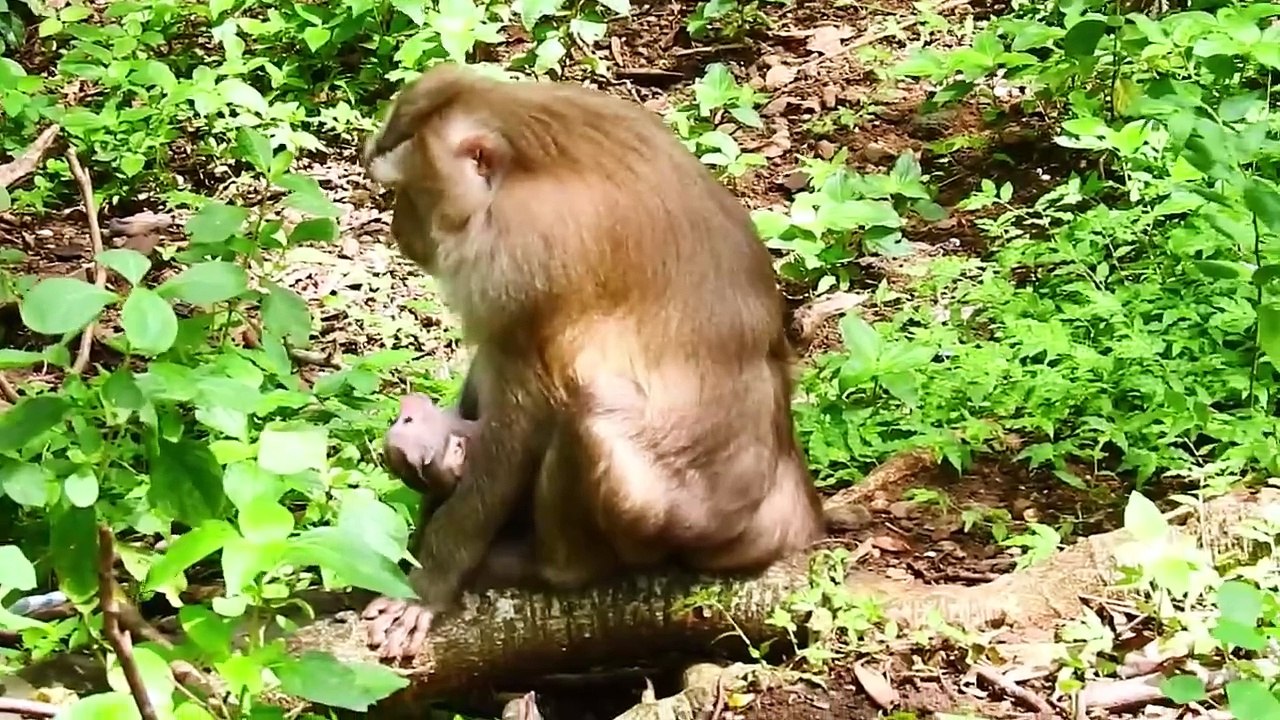 Pinka Mom, Thanks So Much Cameraman That Give Me The Yummy Bread For Increase Milk For My Cute Baby (720p_25fps_H264-192kbit_AAC)