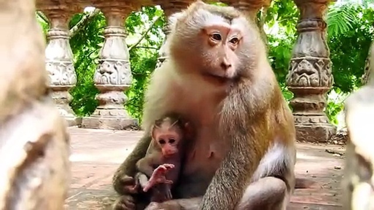 P-I-N-K-A Mom Coaching P-E-D-R-O Baby Tries Walk Follow The Mommy (720p_25fps_H264-192kbit_AAC)
